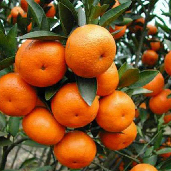 Basol Clementine Orange Grafted Healthy Fruit Plant