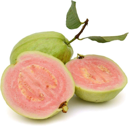 Batam Pink Guava Air Layered Healthy Fruit Plant
