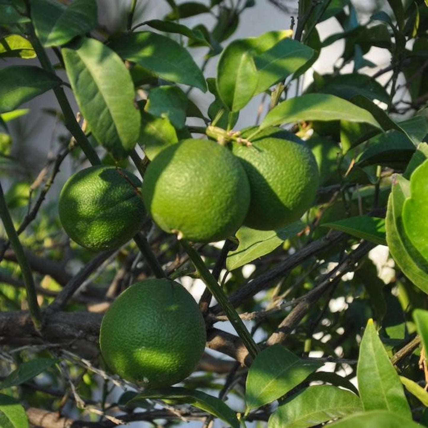 Bearss Lime Plant Live Nimbu Tree Kagzi Lemon Citrus Limon Fruit Plant