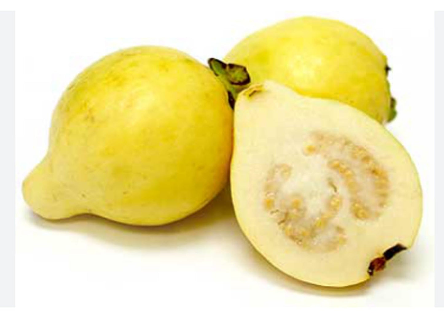 Beaumont Guava Air Layered Healthy Fruit Plant