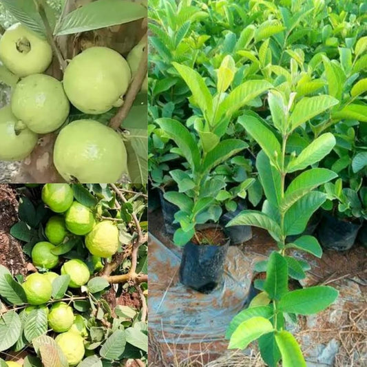 Beaumont Guava Air Layered Healthy Fruit Plant