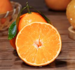 Beauty Mandarin Orange Grafted Healthy Fruit Plant