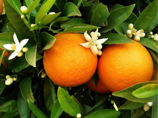 Beck Early Navel Orange Grafted Healthy Fruit Plant 