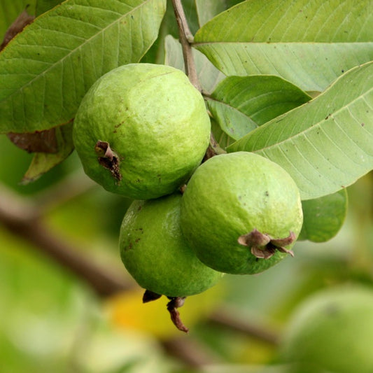 Belize Pink Guava Air Layered Healthy Fruit Plant