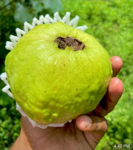 Belize Pink Guava Air Layered Healthy Fruit Plant