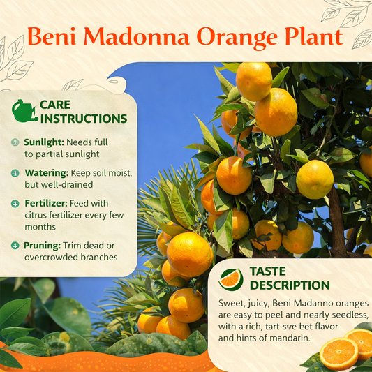 Beni Madonna Orange Grafted Healthy Fruit Plant