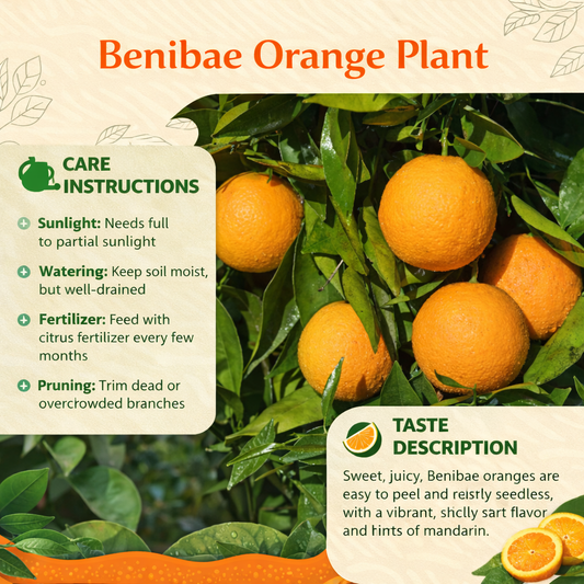 Benibae Orange Grafted Healthy Fruit Plant
