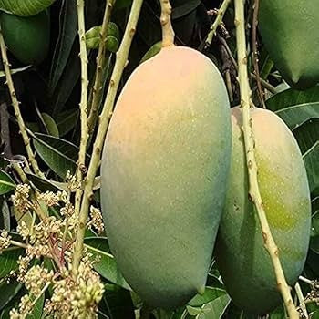 Bennet Alphonso Mango Aam Grafted Healthy Fruit Plant