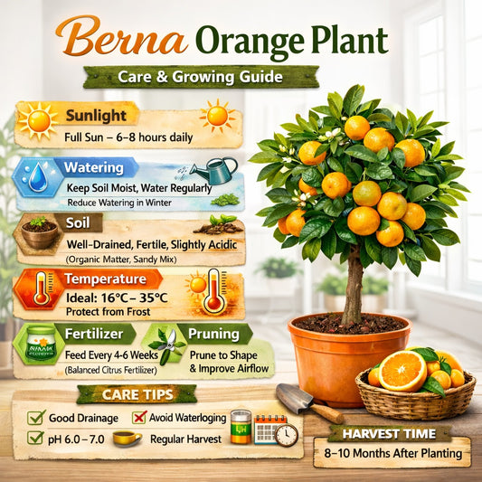 Berna Orange Grafted Healthy Fruit Plant