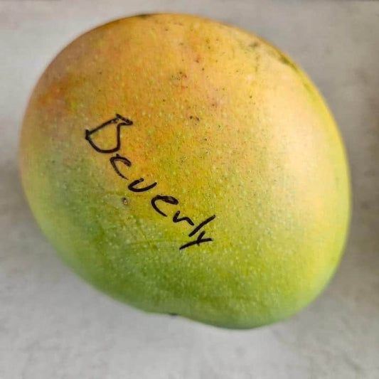 Beverly Mango Aam Grafted Healthy Fruit Plant