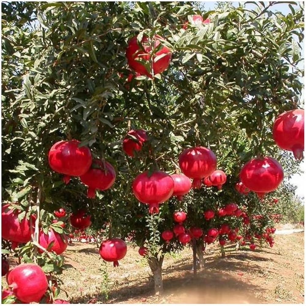 Bhagwa Pomegranate Grafted Fruit Plant – High Yielding Sweet Juicy Anar Tree Variety
