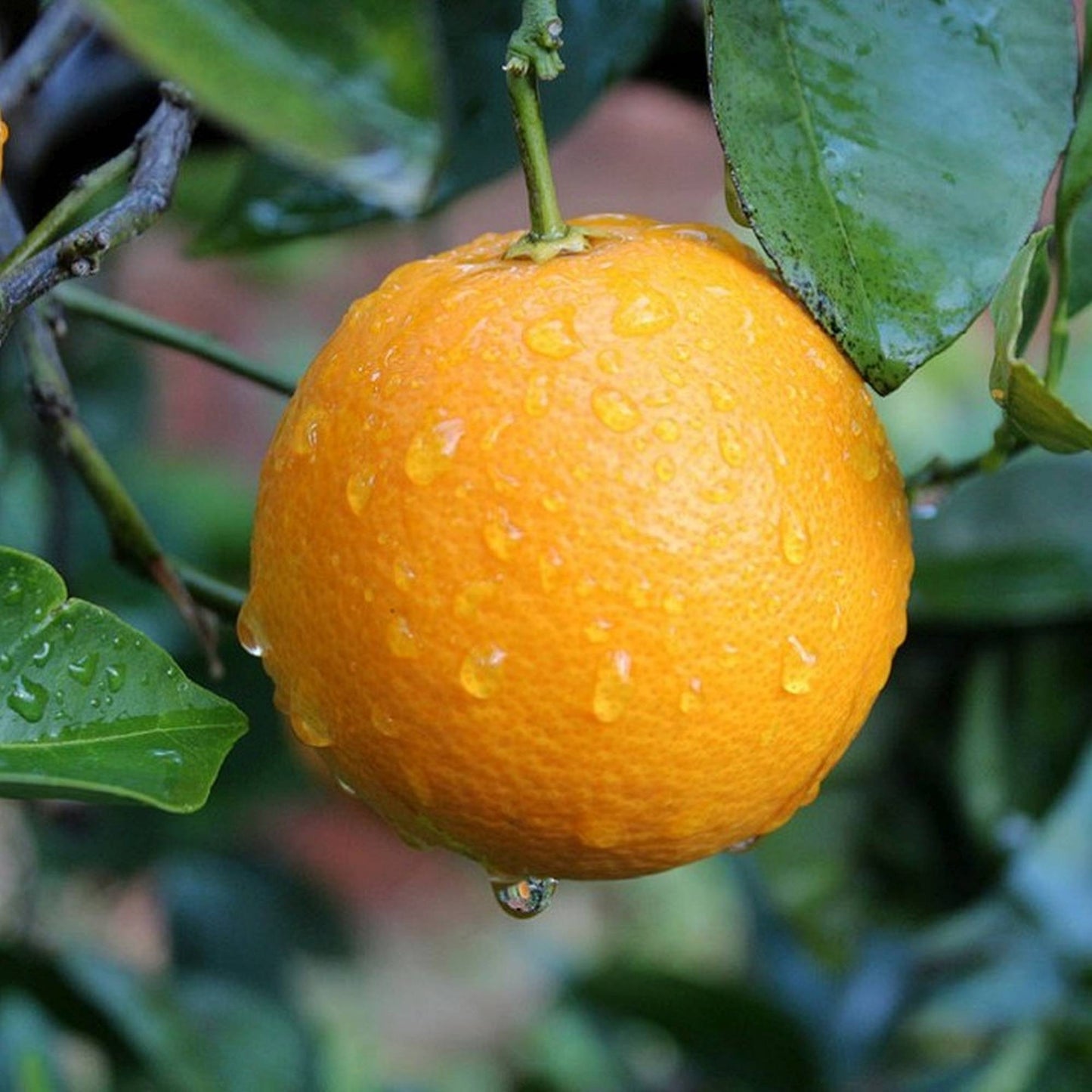 Biondo Comune Orange Grafted Healthy Fruit Plant