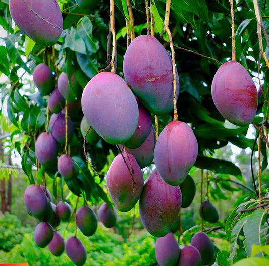 Black Gold Mango Aam Grafted Healthy Fruit Plant