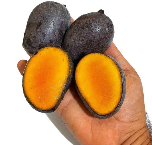 Black Kasturi Mango Aam Grafted Healthy Fruit Plant