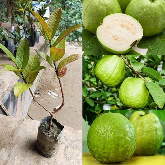 Bolivian White Guava Air Layered Healthy Fruit Plant