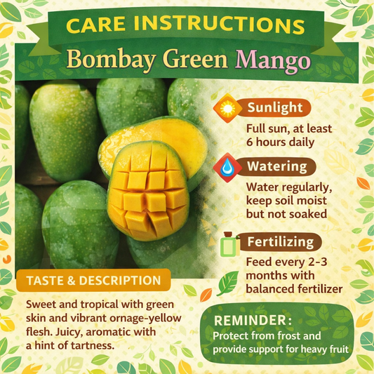 Bombay Green Mango Aam Grafted Healthy Fruit Plant