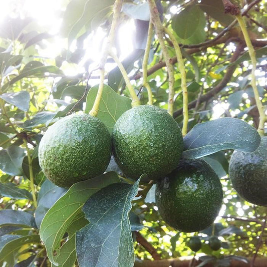 Booth 7 Avocado Grafted Healthy Fruit Plant