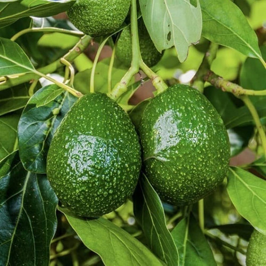 Booth 8 Avocado Grafted Healthy Fruit Plant