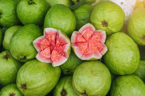 Botswana Pink Guava Air Layered Healthy Fruit Plant