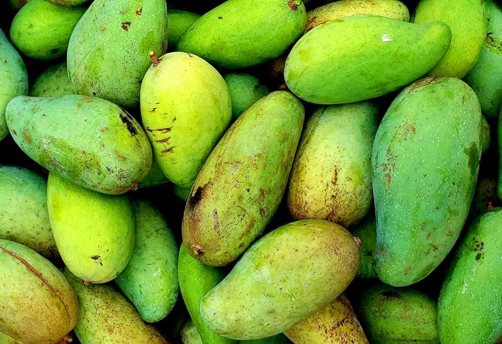 Brahm Kai Meu Mango Aam Grafted Healthy Fruit Plant