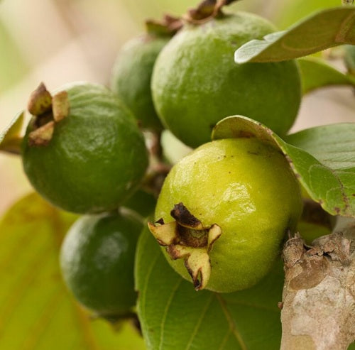 Brazilian Wild Guava Air Layered Healthy Fruit Plant