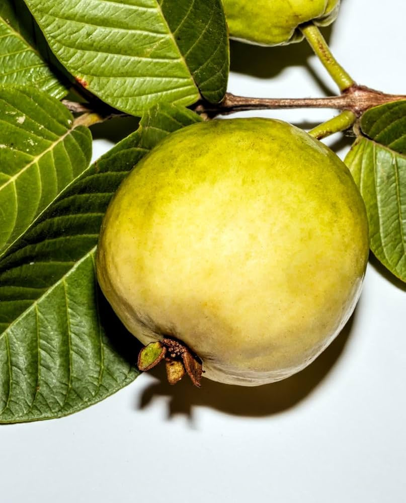 Brazilian Wild Guava Air Layered Healthy Fruit Plant
