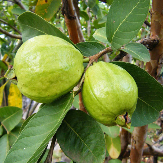 Brilhante Guava Air Layered Healthy Fruit Plant