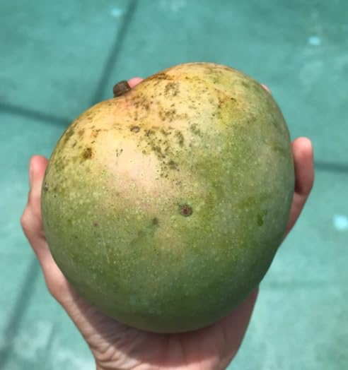 Brooks Mango Aam Grafted Healthy Fruit Plant