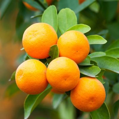 Brown Select Satsuma Orange Grafted Healthy Fruit Plant