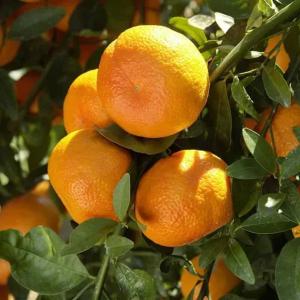 Bruno Clementine Orange Grafted Healthy Fruit Plant
