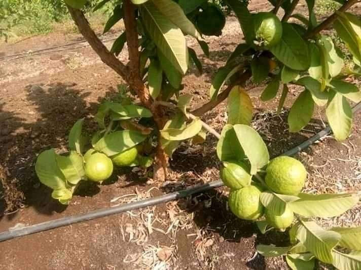 CISH G-2 Guava Air Layered Healthy Fruit Plant