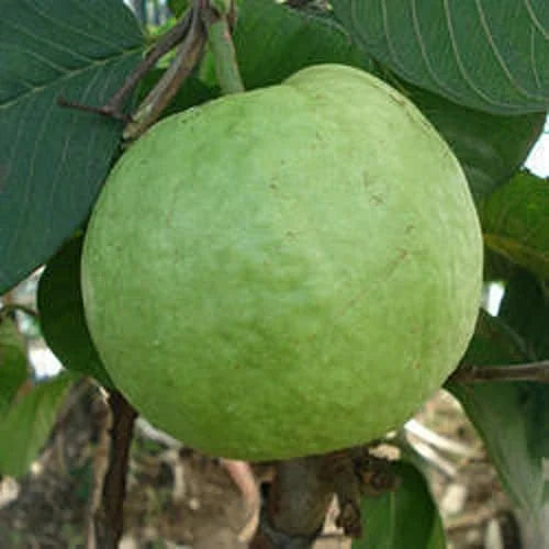 CISH G-4 Guava Air Layered Healthy Fruit Plant