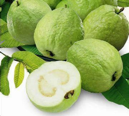 CISH G-6 Guava Air Layered Healthy Fruit Plant