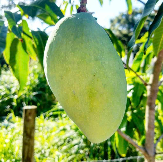 Cac Mango Aam Grafted Healthy Fruit Plant