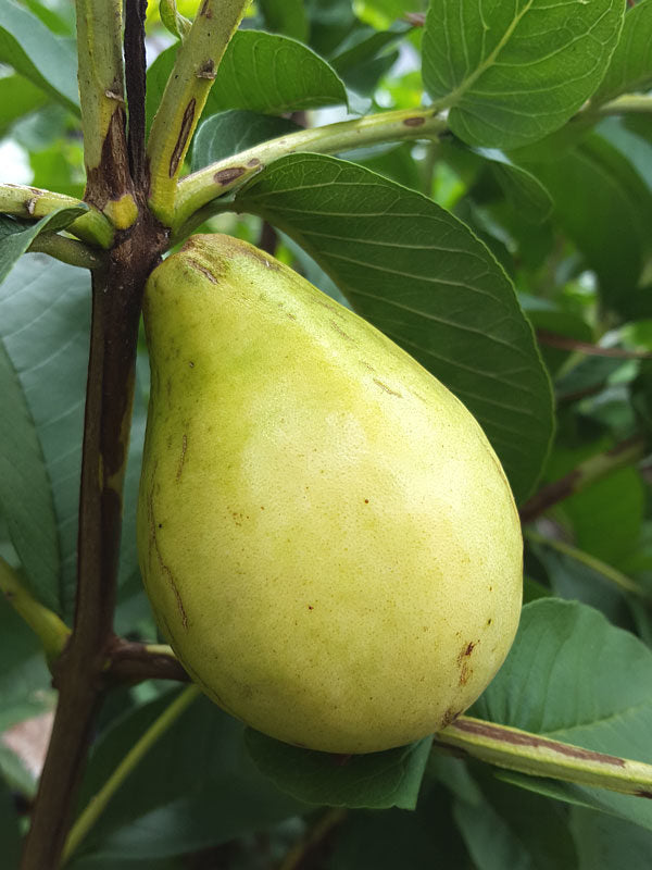 California White Guava Air Layered Healthy Fruit Plant
