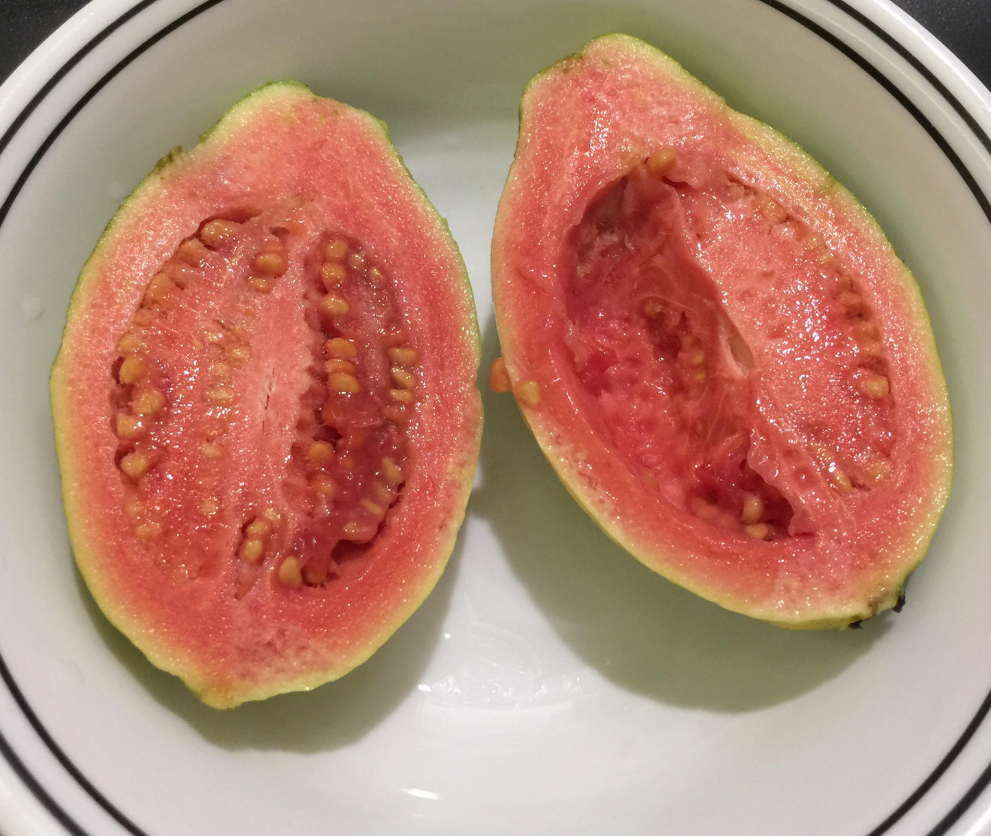 Calvillo Rosa Guava Air Layered Healthy Fruit Plant