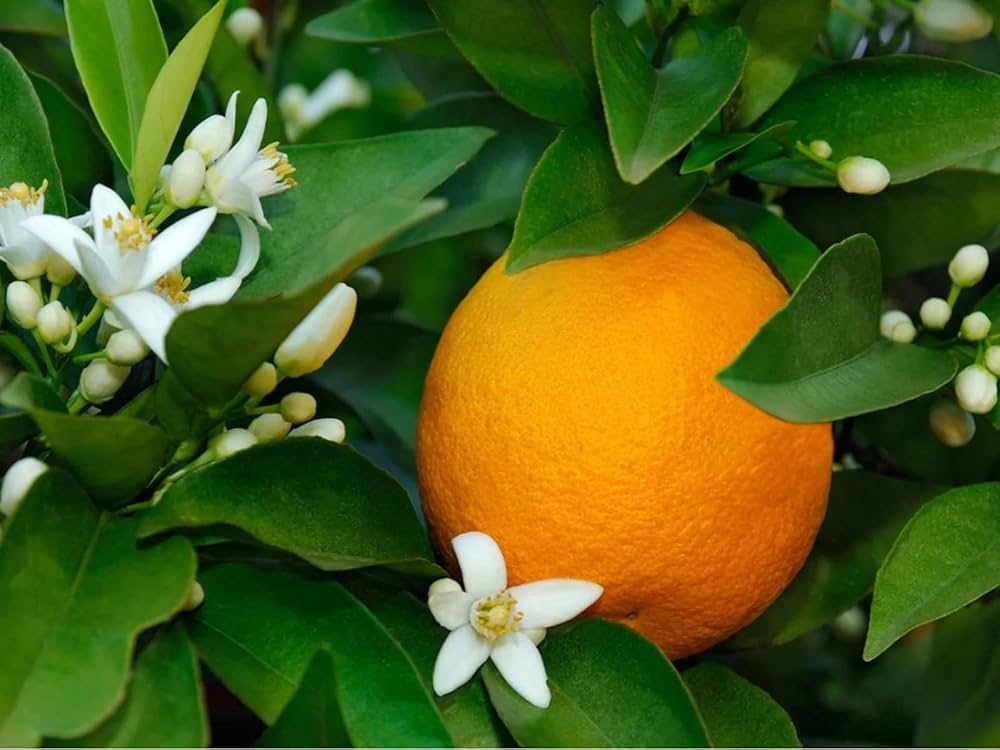Cara Cara Navel Orange Grafted Healthy Fruit Plant