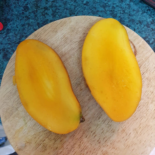 Carabao Philippine Mango Aam Grafted Healthy Fruit Plant