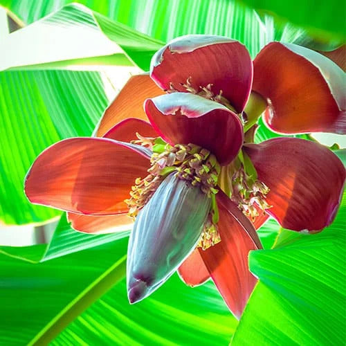 Cardaba Banana Healthy Sweet Tissue Cultured Fruit Plant