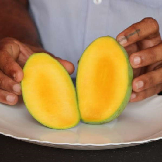 Carrie Mango Aam Grafted Healthy Fruit Plant