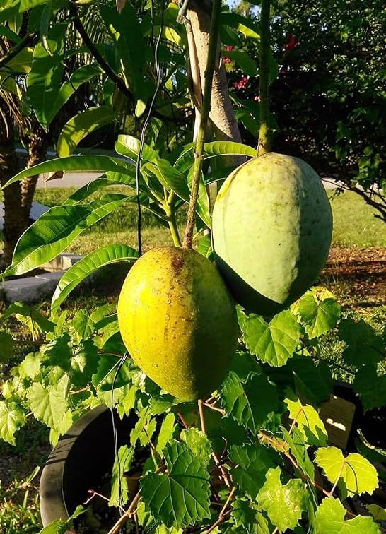 Carrie Mango Aam Grafted Healthy Fruit Plant