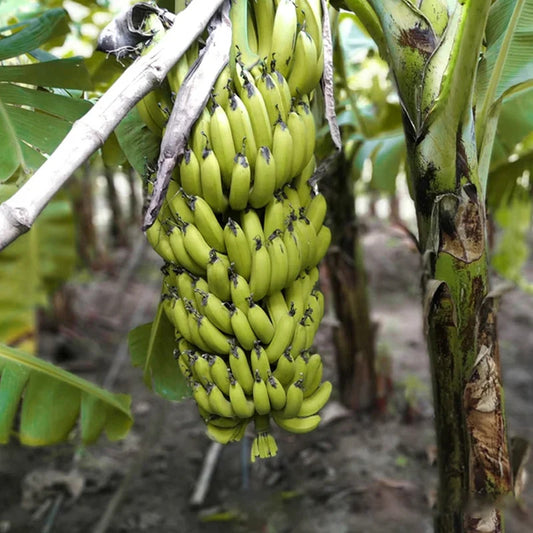 Cavendish Banana Healthy Sweet Tissue Cultured Fruit Plant