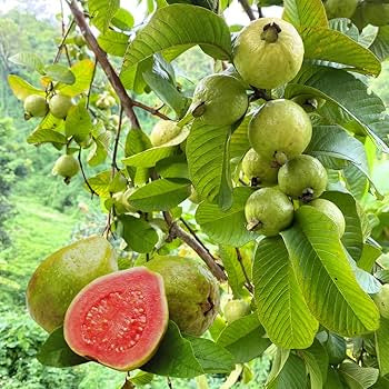 Caxcana Guava Air Layered Healthy Fruit Plant