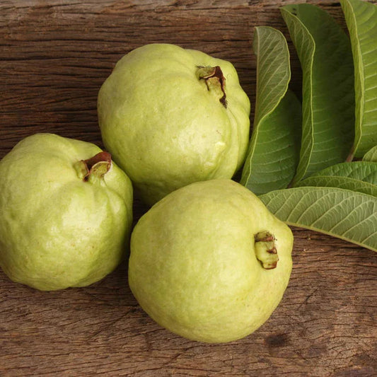 Cerrado White Guava Air Layered Healthy Fruit Plant