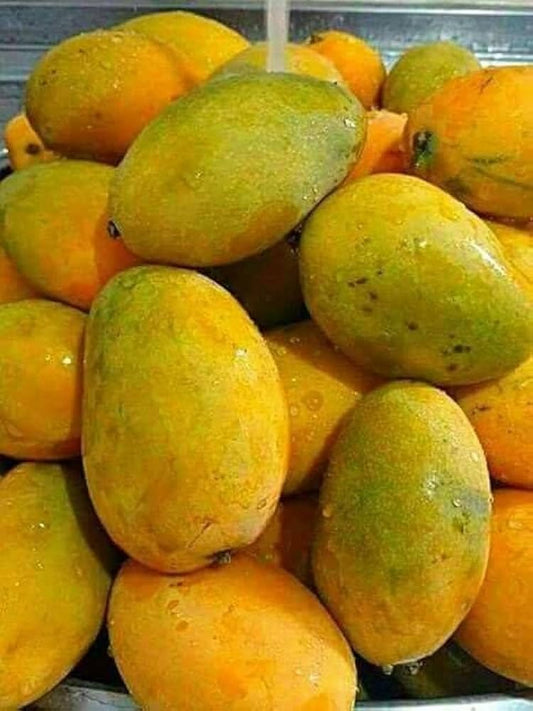 Cherukurasam Mango Aam Grafted Healthy Fruit Plant