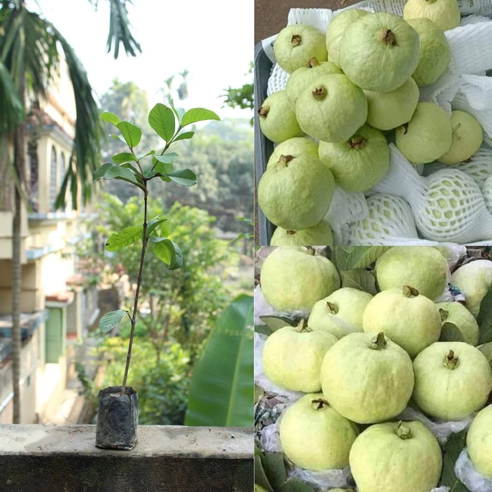 Chiang Mai White Guava Air Layered Healthy Fruit Plant
