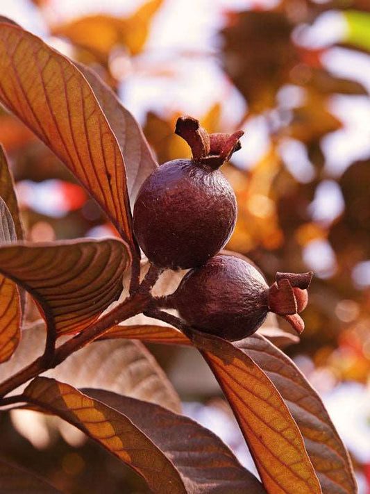 Chiapas Roja Guava Air Layered Healthy Fruit Plant