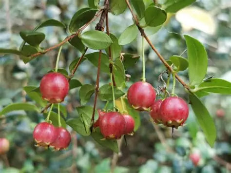 Chilean White Guava Air Layered Healthy Fruit Plant