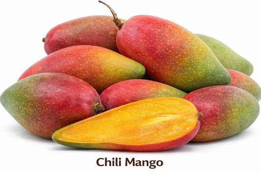 Chili Mango Aam Grafted Healthy Fruit Plant