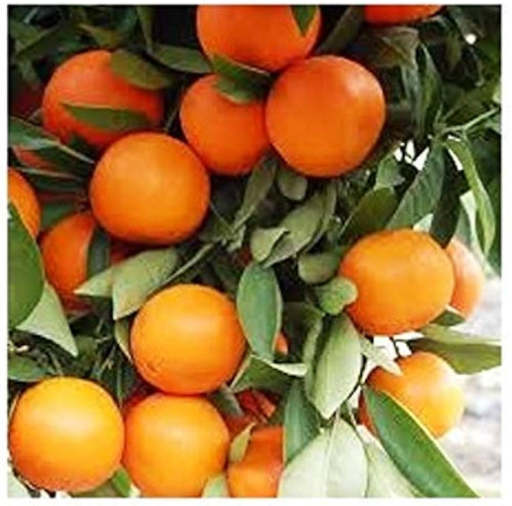 China Sweet Orange Grafted Healthy Fruit Plant